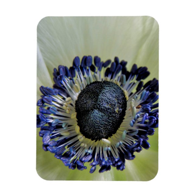 Ímã Anemone Mistral Panda (Vertical)