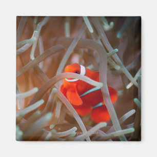 Imã Anemonefish 2 do palhaço