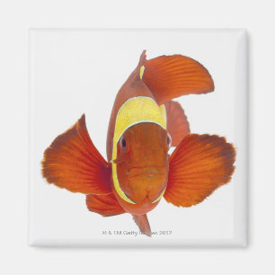 Imã anemonefish do Espinha-mordente (biaculeatus de