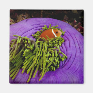 Imã Anemonefish e grande anêmona