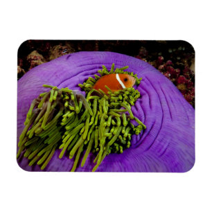 Ímã Anemonefish e grande anêmona