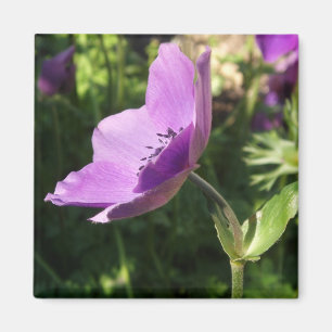 Imã Anemones Magnet