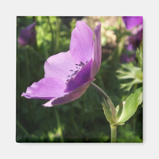 Imã Anemones Magnet