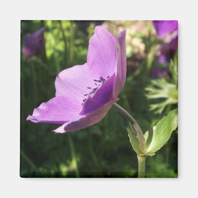 Imã Anemones Magnet (Frente)