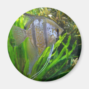Imã Angel Fish