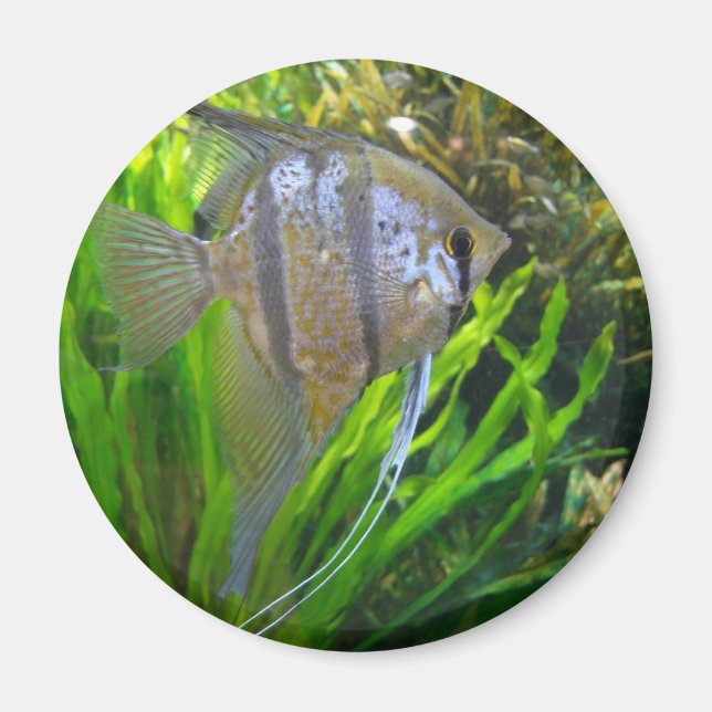 Imã Angel Fish (Frente)