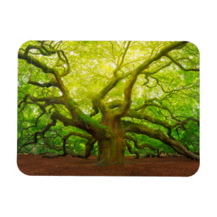 Ímã Angel Oak