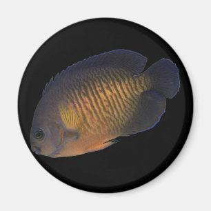 Imã Angelfish de CoralBeauty
