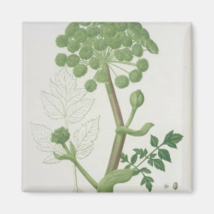 Imã Angélica Archangelica 'de Phytographie Medicale