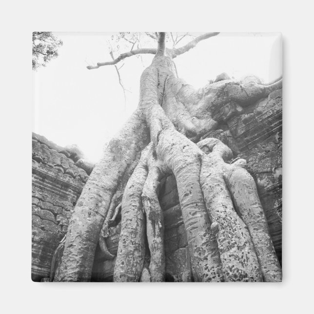 Imã Angkor Camboja, Árvore Ta Prohm (Frente)