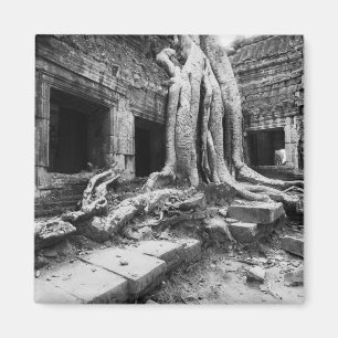 Imã Angkor Camboja, Ta Prohm Árvore