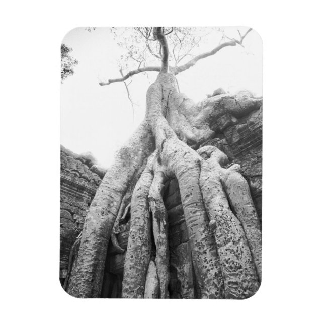 Ímã Angkor Camboja, Tree Ta Prohm (Vertical)