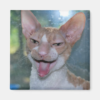 Imã Angry Roo Magnet
