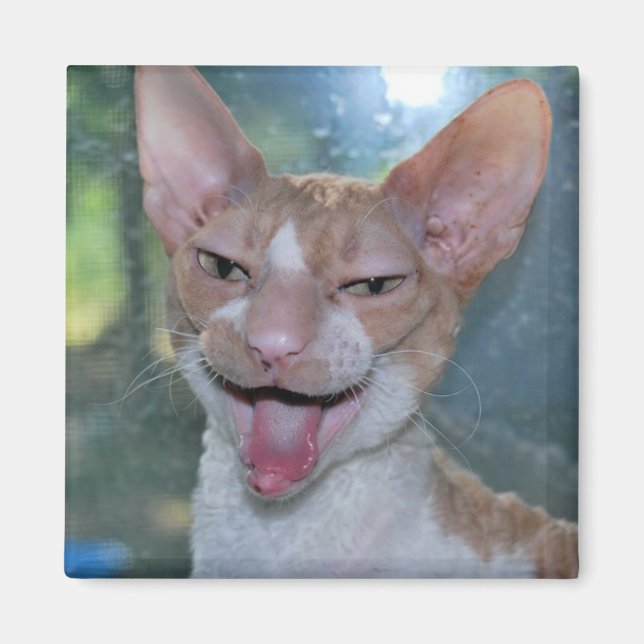 Imã Angry Roo Magnet (Frente)