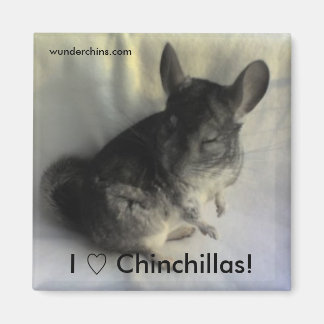 Imã Angus Chinchilla Magnet