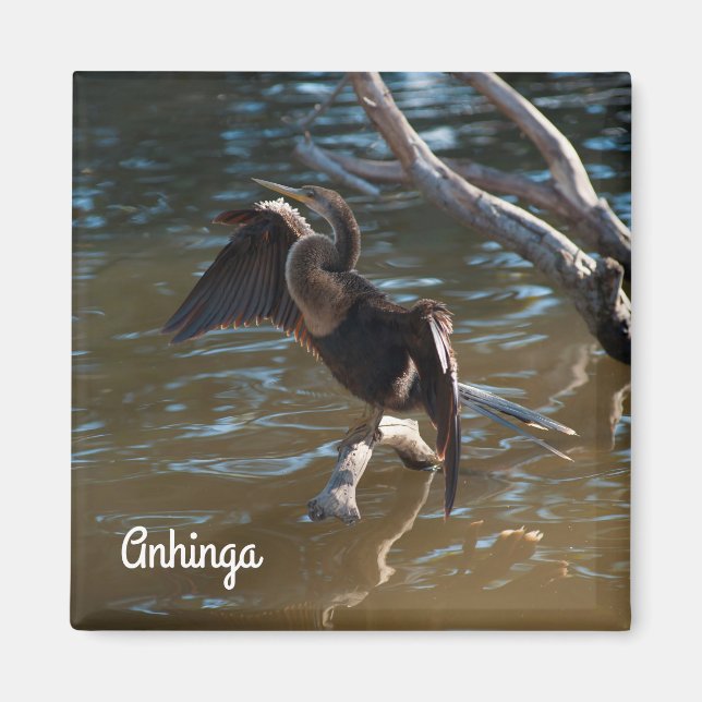 Imã Anhinga (Frente)