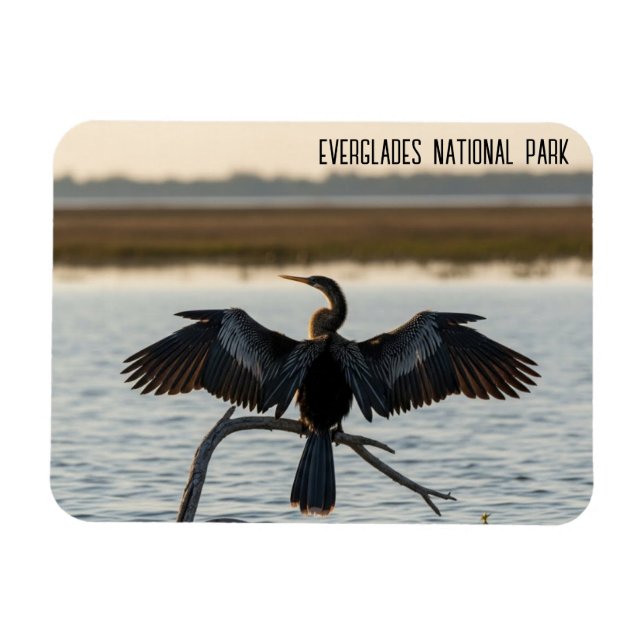 Ímã Anhinga Parque Nacional Everglades (Horizontal)
