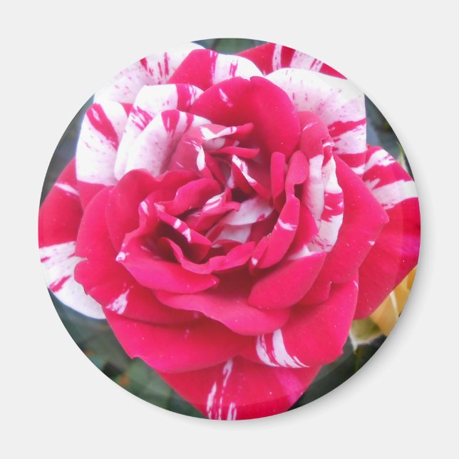 Imã Anicia (Frente)