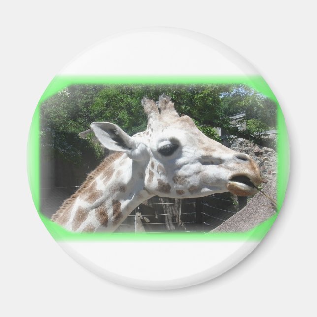 Imã Animais (Frente)