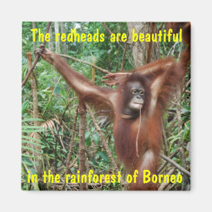 Imã Animais cómicos