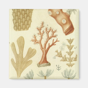 Imã Animais corais do vintage, biologia do livro de