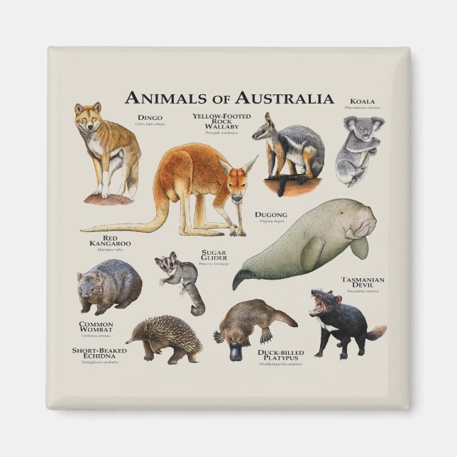 Imã Animais da Austrália (Frente)
