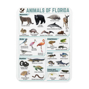 Ímã Animais da Flórida, vida selvagem da Flórida EUA