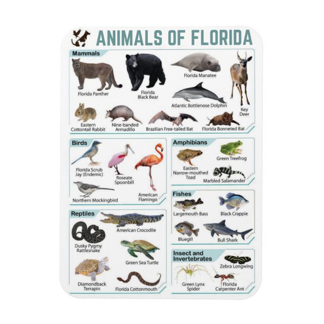 Ímã Animais da Flórida, vida selvagem da Flórida EUA  (Vertical)