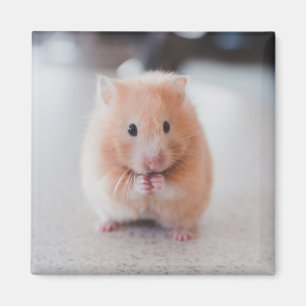 Imã Animais de amores de hamster