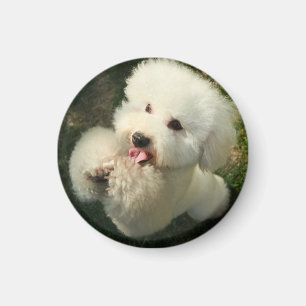 Imã Animais De Companhia, Cachorro, Poodle
