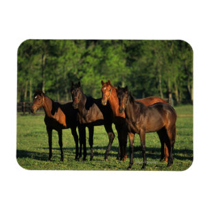 Ímã Animais de um ano do puro-sangue