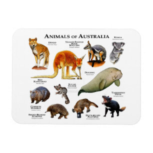 Ímã Animais do Magnet da Austrália