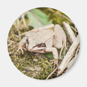 Imã Animais florestais do Sapo de raça branca