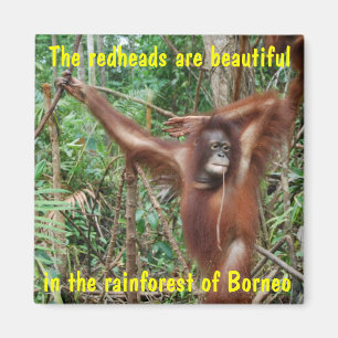 Imã Animais Humorísticos