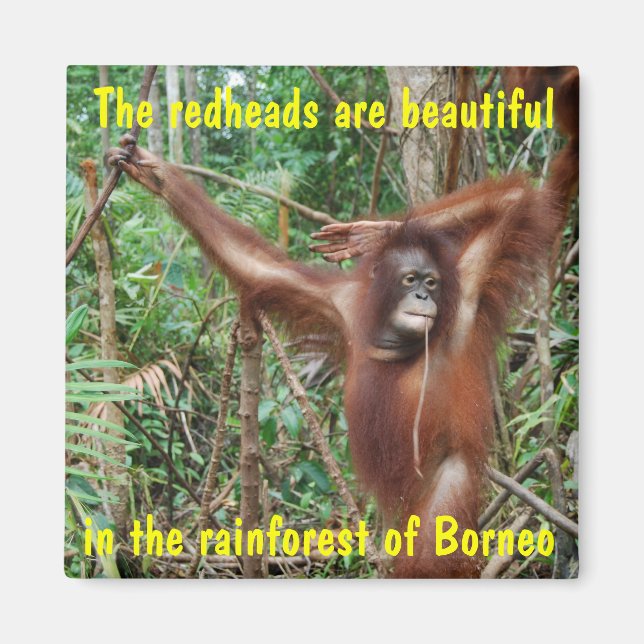 Imã Animais Humorísticos (Frente)