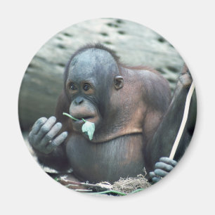 Imã Animais selvagens ajustados - primatas 4