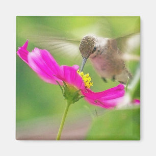 Imã Animais selvagens animais do pássaro do colibri