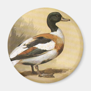 Imã Animais Selvagens Aves Antigas, Pato-real