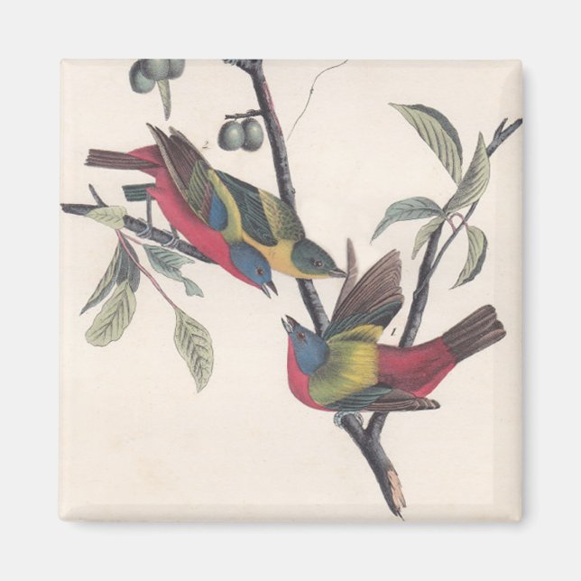 Imã Animais Selvagens de Aves Pintadas com Audubon (Frente)