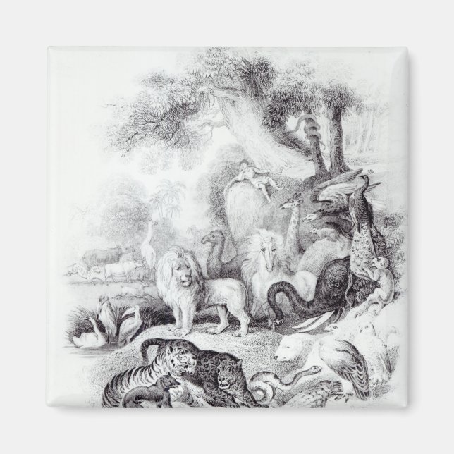 Imã Animais Selvagens de "Uma História da Terra (Frente)