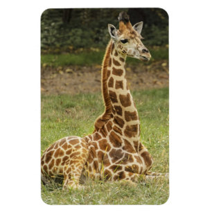 Ímã Animais selvagens do girafa