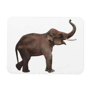 Ímã Animais Selvagens Vintage, Boa Sorte Elefantes Asi