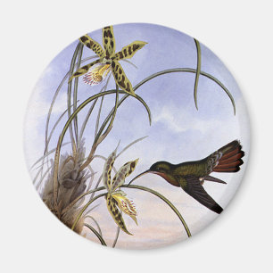 Imã Animais Vintage, Flores de Orquídeas de Aves