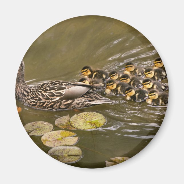 Imã Animal - Patos - Nadar como um pato (Frente)
