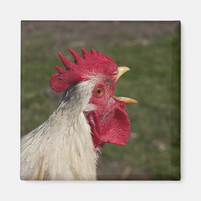 Imã animal, pintinho, frango, fazenda, fofo, pássaro,  (Frente)