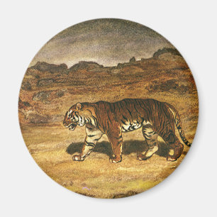 Imã Animal Selvagem Antigo, Tigre-de-bengala Percorren