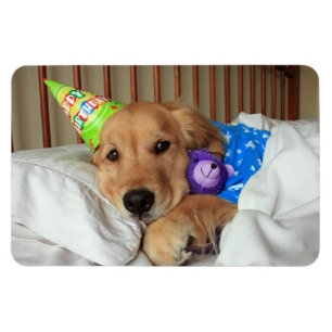 Ímã Aniversário do golden retriever