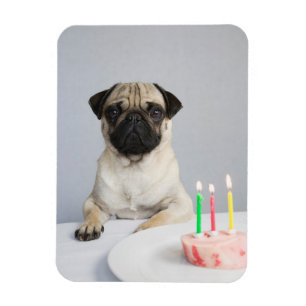 Ímã Aniversário Pug
