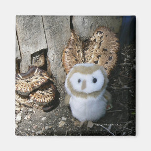 Imã Annie & cogumelos