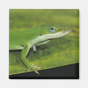 Imã Anole verde, carolinensis do Anolis, adulto na